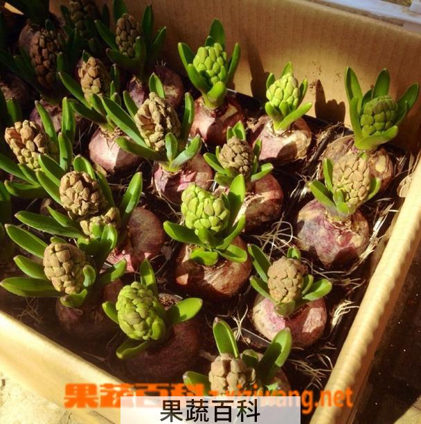 果蔬百科风信子图片 风信子有毒吗