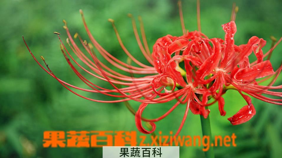 果蔬百科红花石蒜图片