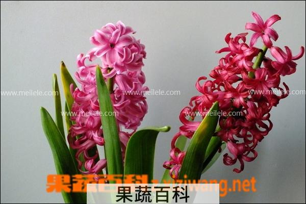 果蔬百科