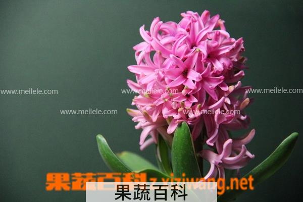 果蔬百科