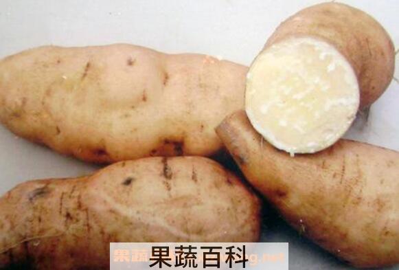 白地瓜的功效与作用 白地瓜的食用方法