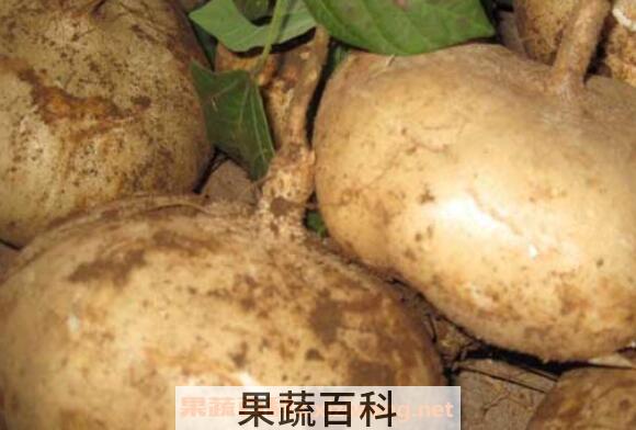 白地瓜的功效与作用 白地瓜的食用方法