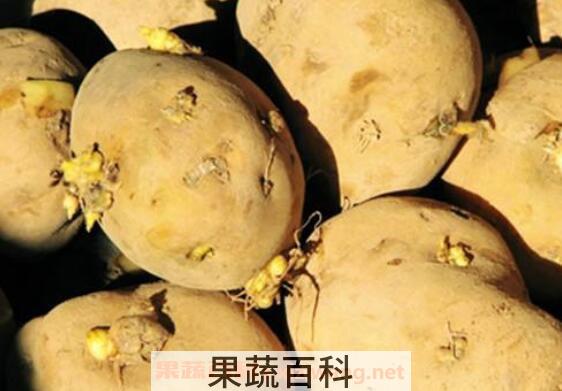 发芽的土豆能吃吗 吃了发芽的土豆怎么办