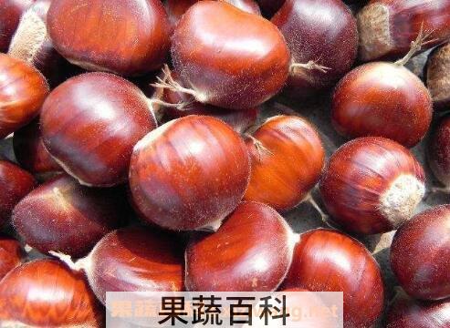 生板栗用冰箱如何保存 生板栗的保存方法