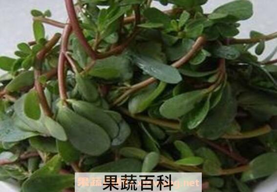  马齿苋的功效与作用 马齿苋哪种人不能吃