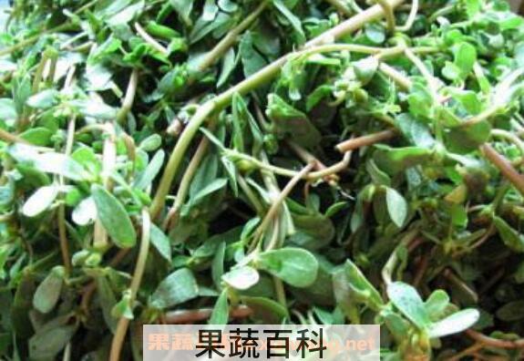  马齿苋的功效与作用 马齿苋哪种人不能吃