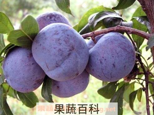 冰糖蒸李子的功效与作用