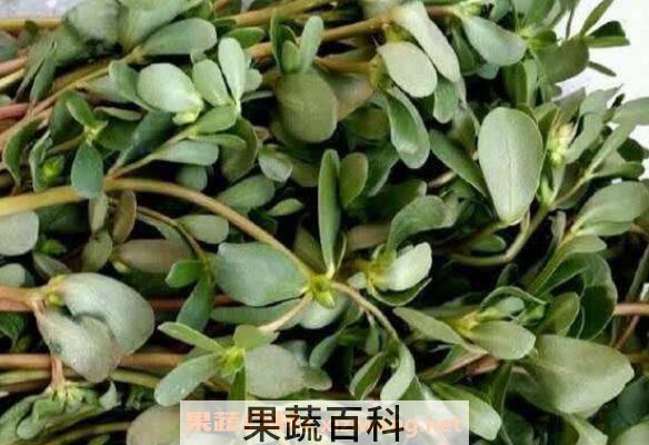 马齿菜煮水喝的功效 马齿菜煮水洗脸的功效