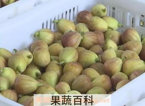白糖蒸无花果的功效与作用