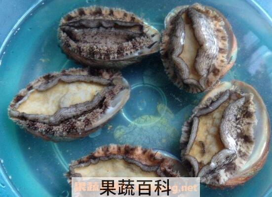 鲍鱼怎么清洗 清洗鲍鱼的方法技巧