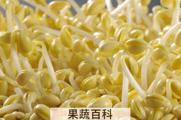 如何生产豆芽 豆芽的生产方法