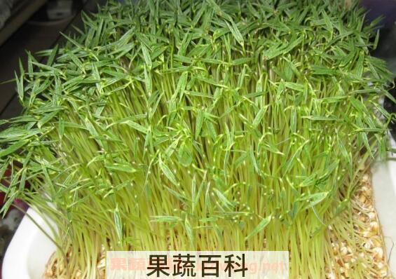 豌豆芽怎么发 发豌豆芽的方法技巧