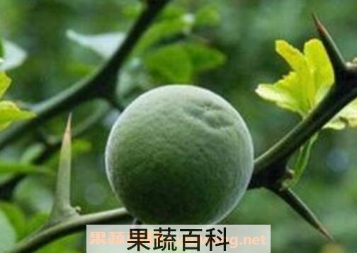 枳子和橙子的区别