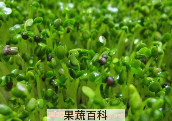 豌豆芽的功效与作用及禁忌