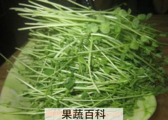 豌豆芽的功效与作用及禁忌