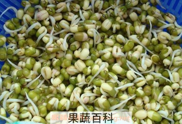 绿豆芽怎么发 发绿豆芽的方法技巧