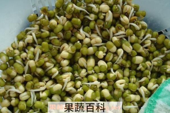 绿豆芽怎么发 发绿豆芽的方法技巧