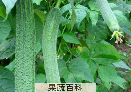 怎么种植丝瓜 丝瓜的种植方法和时间