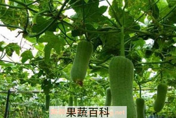 怎么种植丝瓜 丝瓜的种植方法和时间