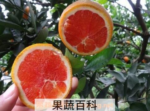 紫橙子的功效与作用