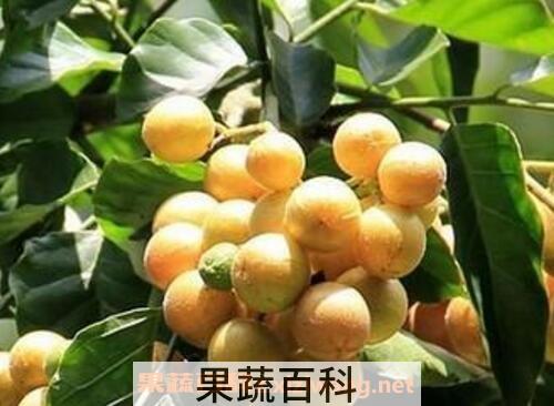  黄果皮叶的功效与作用及药用价值