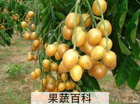 黄果皮叶的药用价值