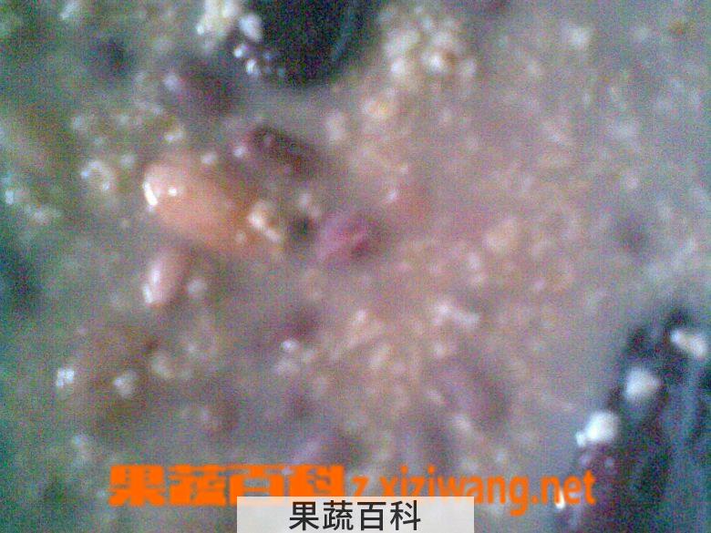 果蔬百科红豆薏米燕麦粥