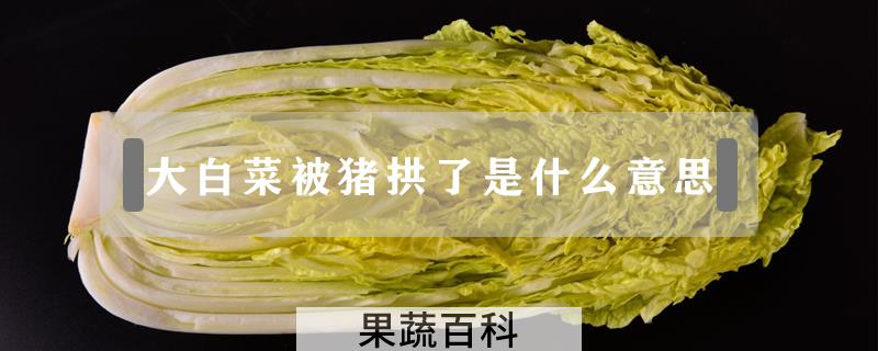 大白菜被猪拱了是什么意思