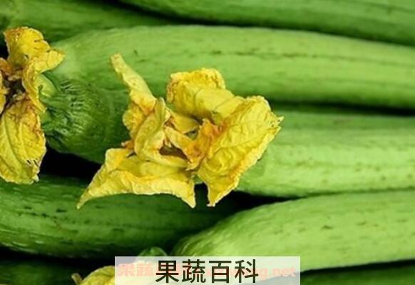 丝瓜不能和什么一起吃 吃丝瓜的禁忌