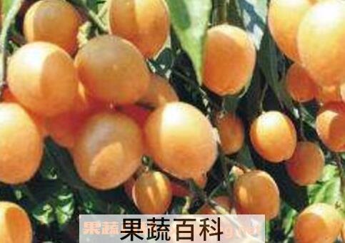 黄皮果皮的功效与作用