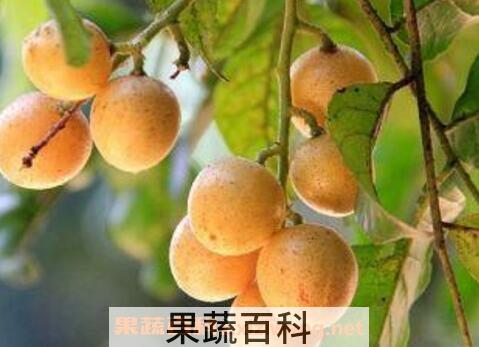 黄皮果皮的功效与作用