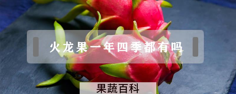火龙果一年四季都有吗