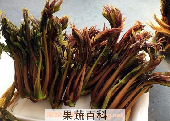 香椿芽有哪些营养价值 香椿芽的功效与作用