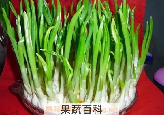 蒜苗的功效与作用 吃蒜苗有什么好处