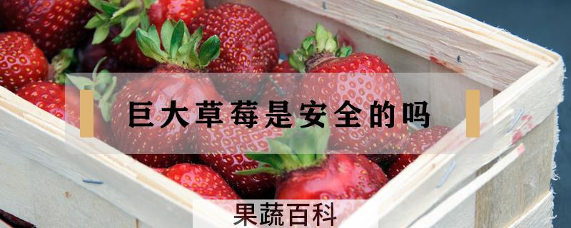 巨大草莓是安全的吗
