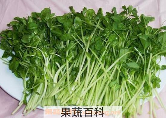 麻豌豆苗的功效与作用
