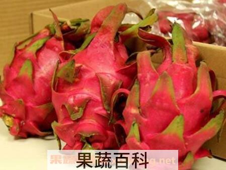 白血病能吃火龙果吗 哪些人不能吃火龙果