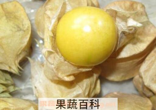 黄姑娘果皮泡水的功效