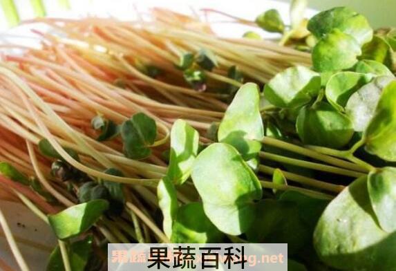 荞麦芽的营养价值与功效