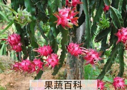 如何种植火龙果 火龙果的种植方法