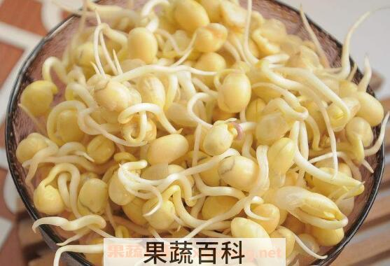黄豆芽怎么发 发黄豆芽的方法技巧