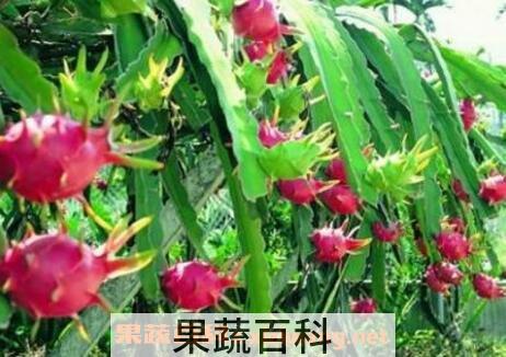 火龙果的营养成分和营养价值