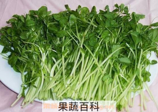 豌豆芽的营养价值 吃豌豆芽的好处