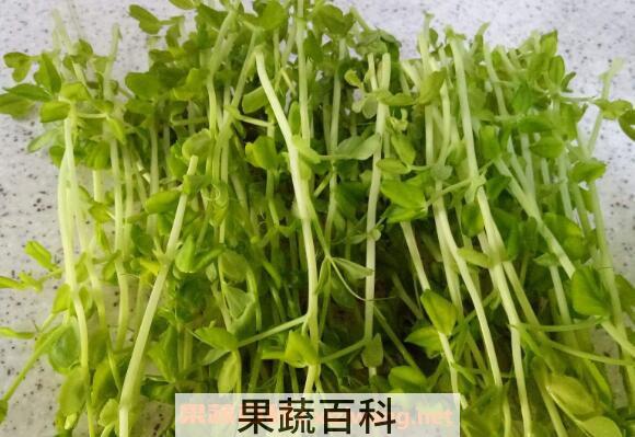 豌豆芽的营养价值 吃豌豆芽的好处