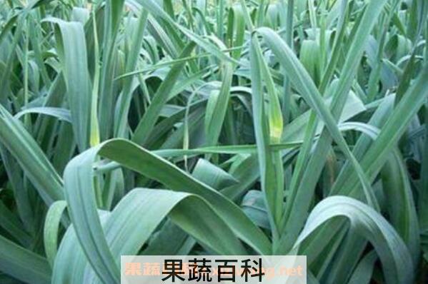 蒜苗怎么种 蒜苗的种植方法和时间