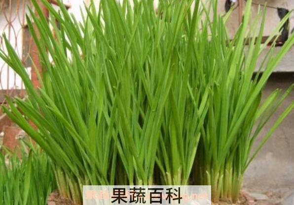 蒜苗怎么种 蒜苗的种植方法和时间
