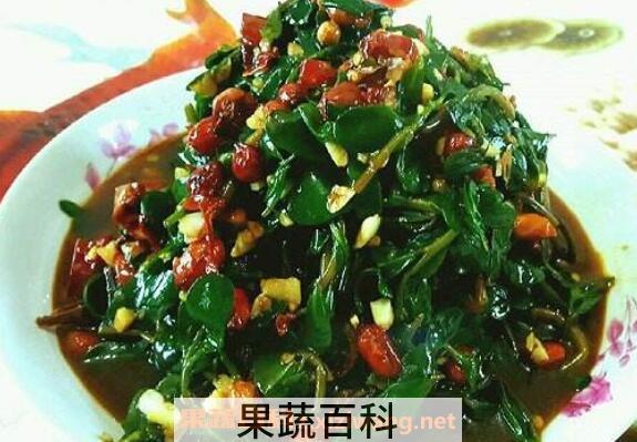 马齿苋怎么吃 马齿菜哪种人不能吃