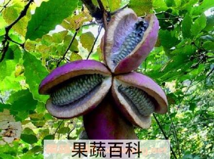 八月瓜果皮怎么食用 八月瓜果皮作用