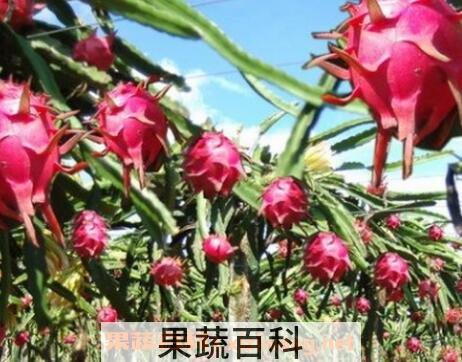 火龙果上火吗 火龙果的功效