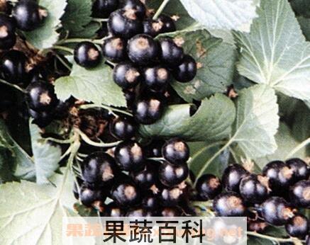 黑豆果泡酒的功效